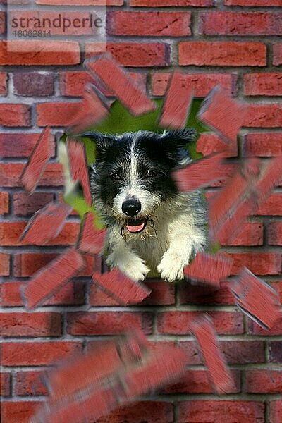 Mischlingshund durchbricht Mauer  Durchbruch