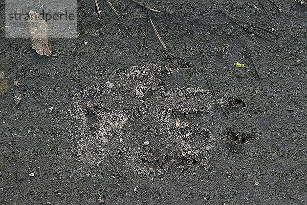 Nahaufnahme von Grauwolf (Canis lupus)  grey wolf Fußspuren im Schlamm mit Krallenspuren
