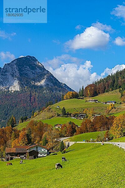 Wiesen an der Straße  Ramsau  Berchtesgadener Land  Oberbayern  Deutschland  Europa