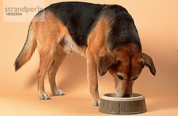 Mischlingshund  Rüde  fressend  Mixed Breed Dog  eating  Futternapf  feeding bowl