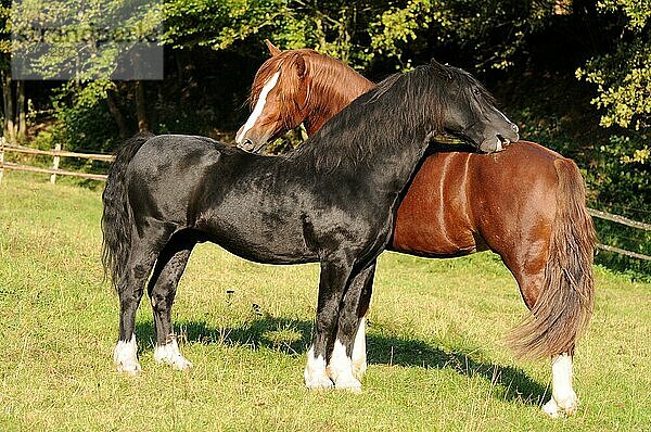 Welsh Ponies  Hengste  Welsh Pony im Cob Typ  Sektion C  Welsh Cob  Sektion D  Rappe