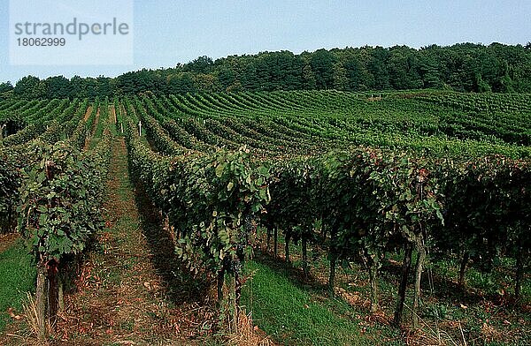 Weinberg (Europa) (Pflanzen) (Nutzpflanze) (Himmel) (Landschaften) (Agrarkultur) (Landwirtschaft) (Querformat) (horizontal)  Rheinland-Pfalz  Deutschland  Europa