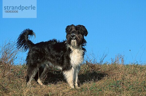 Mixed Breed Dog  Mischlingshund (animals) (Säugetiere) (mammals) (Haushund) (domestic dog) (Haustier) (Heimtier) (pet) (außen) (outdoor) (seitlich) (side) (schwarz-weiß) (black & white) (stehen) (standing) (adult) (Querformat) (horizontal)