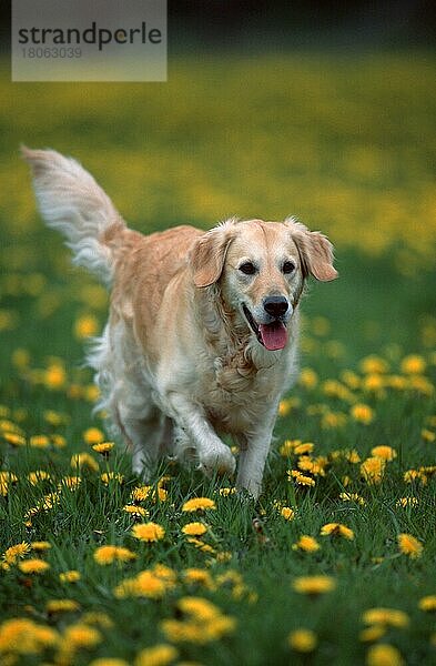 Golden Retriever