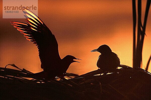 Trauerseeschwalben (Chlidonias niger)  Paar am Nest bei Sonnenaufgang