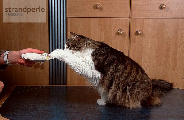 Norwegische Waldkatze