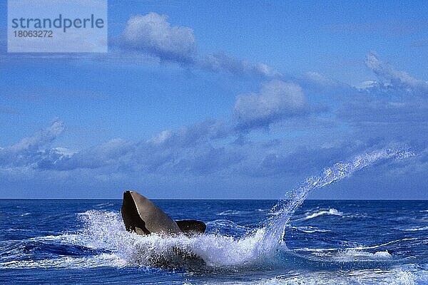 Orca  Schwertwal (Orcinus orca)  Orka  Tiere  Säugetiere  Wale  außen  draußen  erwachsen  Bewegung  Querformat  horizontal