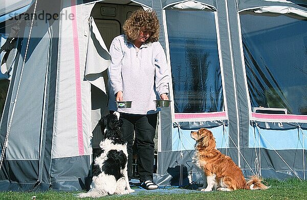 Frau füttert Mischlingshunde vor einem Zelt auf einem Campingplatz  Niederlande  Europa