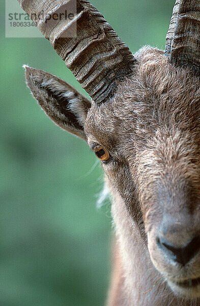 Alpensteinbock (Capra ibex)  männlich  Gesicht (Alpen) (alps) (Europa) (Gebirge) (mountains) (Säugetiere) (mammals) (Huftiere) (Paarhufer) (cloven-hoofed animals) (Wildziegen) (wild goats) (face) (Kopf) (head) (Porträt) (portrait) (adult) (frontal) (head-on) (von vorne)