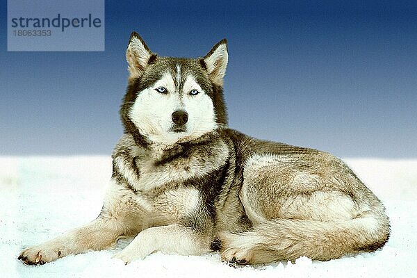 Siberian Husky (Tiere) (außen) (outdoor) (seitlich) (side) (Entspannung) (entspannend) (liegen) (lying) (erwachsen) (Säugetiere) (mammals) (Haustier) (pet) (Haushund) (domestic dog) Schlittenhund  Schlittenhunde