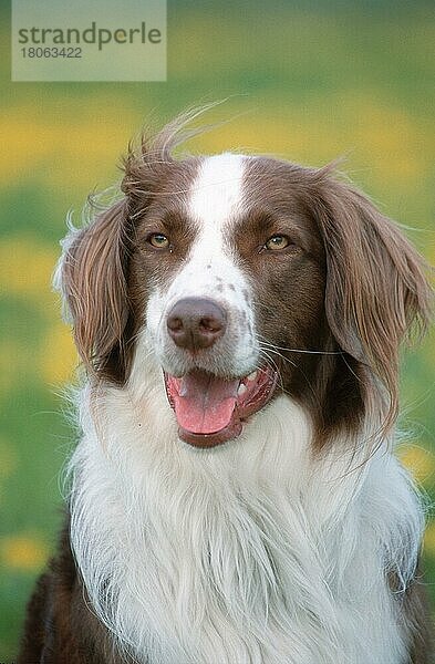 Australian Shepherd (Saeugetiere) (mammals) (animals) (Haushund) (domestic dog) (Haustier) (Heimtier) (pet) (außen) (outdoor) (frontal) (head-on) (von vorne) (Porträt) (portrait) (sitzen) (sitting)