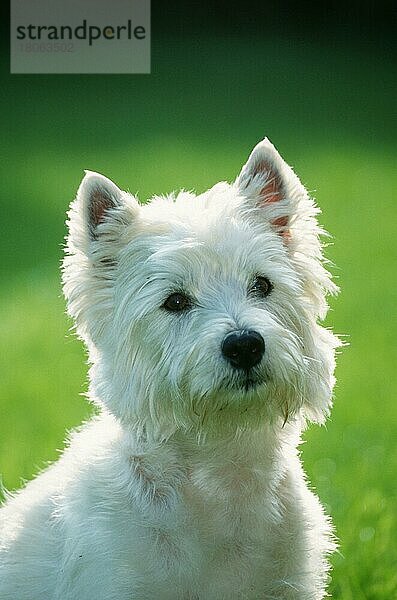 West Highland White Terrier  Westie