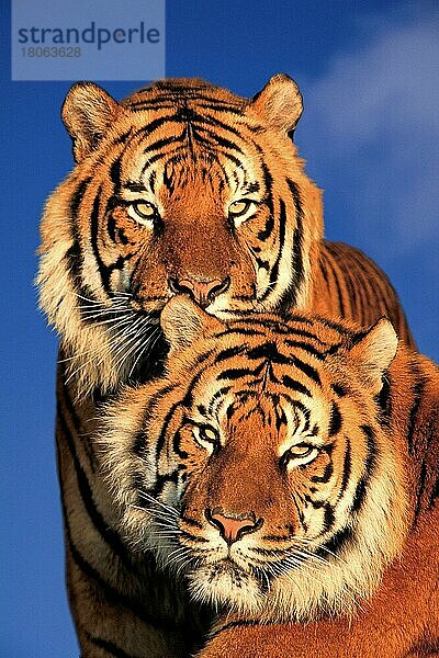 (Panthera tirgris sumatrae)  Sumatratiger (Tiere) (außen) (outdoor) (Kopf) (head) (Porträt) (portrait) (frontal) (von vorne) (asia) (aufmerksam) (alert) (adult) (Paar) (pair) (zwei) (two) (Säugetiere) (mammals) (Katzenartige) (Raubtiere) (beasts of prey)