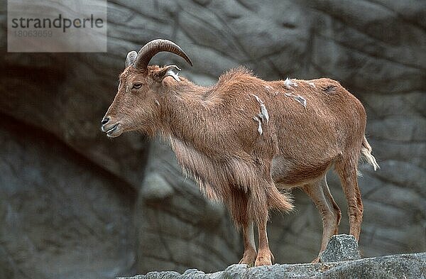 Mähnenspringer (Ammotragus lervia)  Mähnenschaf  Weibchen  Barbary Sheep  female (Mähnenspringer) (animals) (Säugetiere) (mammals) (Huftiere) (hoofed animals) (Paarhufer) (cloven-hoofed animals) (außen) (outdoor) (seitlich) (side) (adult) (weiblich) (Wildziegen) (wild goats) (stehen) (standing Querformat) (horizontal)