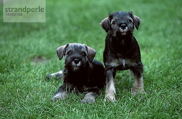 Zwergschnauzer  pfeffer-salz  Welpen  7 Wochen alt  Miniature Schnauzer  pepper-and-salt  puppies  7 weeks old (animals) (Säugetiere) (mammals) (Haustier) (Heimtier) (pet) (Haushund) (domestic dog) (außen) (outdoor) (frontal) (head-on) (von vorne) (Wiese) (meadow) (liegen) (lie) (lying) (stehen) (standing) (Jungtier) (young) (puppy) (Paar) (pair) (zwei) (two) (Querformat) (horizonta)