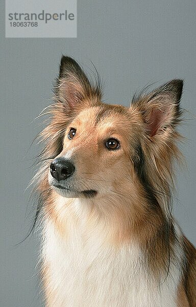 Collie  Schottischer Schäferhund (Schäferhund) (Säugetiere) (mammals) (animals) (Haushund) (domestic dog) (Haustier) (Heimtier) (pet) (innen) (Studio) (Kopf) (head) (Porträt) (portrait) (aufmerksam) (alert) (adult)