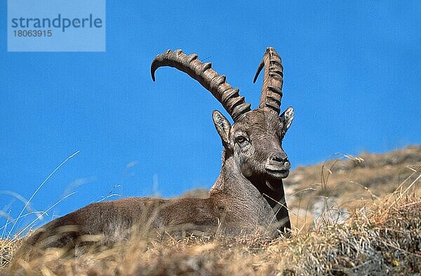 Alpensteinbock (Capra ibex)  Berner Oberland () (alps) (Europa) (Gebirge) (Berge) (mountains) (Säugetiere) (Huftiere) (Paarhufer) (Klauentiere) (Wildziegen) (wild goats) (außen) (outdoor) (adult) (Entspannung) (relaxing) (liegen) (lie) (lying) (Querformat) (horizontal)  männlich  ruhend  Niederhorn  Schweiz  Europa