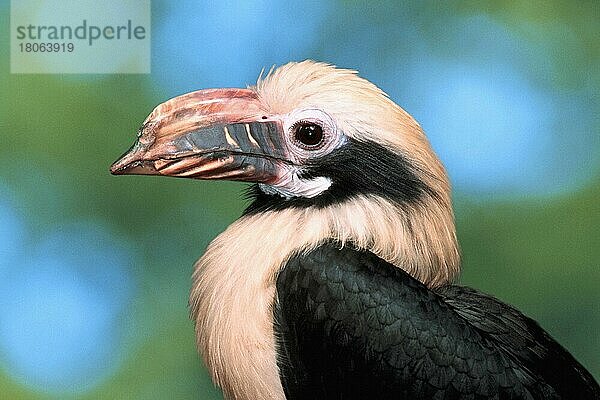 Tariktik-Hornvogel (Penelopides panini)  seitlich  Profil