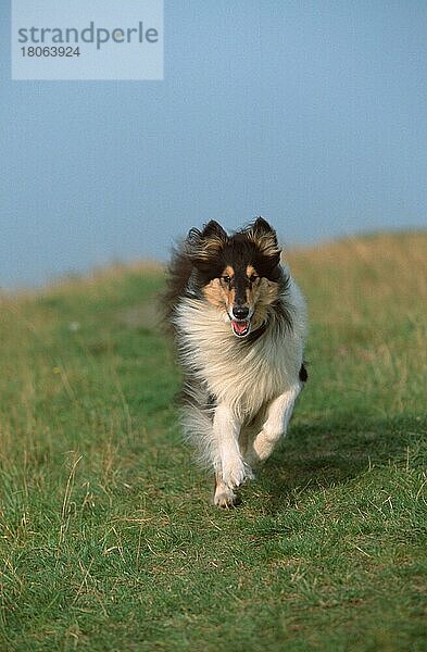 Rauhhaariger Collie