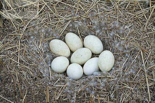 Graugans  Graugänse (Anser anser)  Gänse  Gänsevoegel  Tiere  Vögel  Greylag Goose  Graylag Goose nest with eggs
