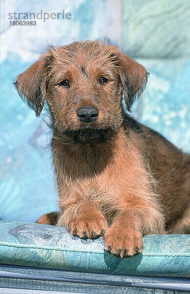 Irish Terrier  puppy  9 weeks old  Welpe  9 Wochen alt (Saeugetiere) (mammals) (animals) (Haushund) (domestic dog) (Haustier) (Heimtier) (pet) (Jungtier) (young) (außen) (outdoor) (frontal) (head-on) (von vorne) (liegen) (lying)