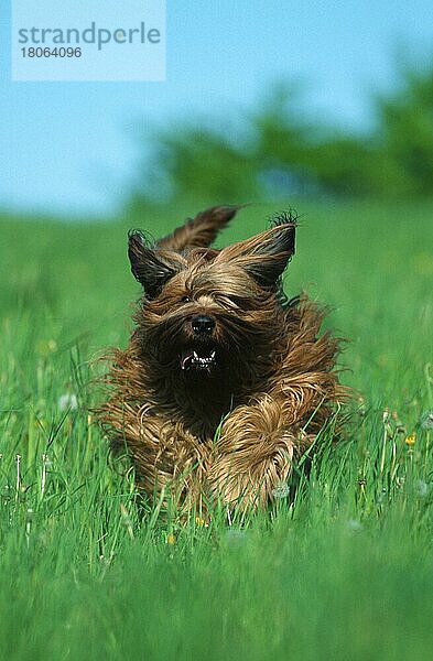 Briard  Berger de Brie (animals) (Säugetiere) (mammals) (Haushund) (domestic dog) (Haustier) (Heimtier) (pet) (adult) (außen) (outdoor) (frontal) (head-on) (von vorne) (Wiese) (meadow) (langhaarig) (long-haired) (Bewegung) (motion) (laufen) (rennen) (running) (Lebensfreude) (joy of life)