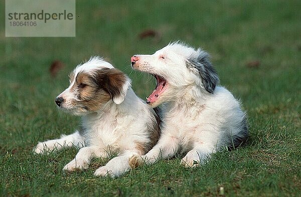 Mischlingshunde  Welpen  8 Wochen alt  Mixed Breed Dogs  puppies  8 weeks old (animals) (Säugetiere) (mammals) (Haushund) (domestic dog) (Haustier) (Heimtier) (pet) (außen) (outdoor) (frontal) (Wiese) (meadow) (gähnen) (yawning) (liegen) (lie) (lying) (Jungtier) (young) (puppy) (Kommunikation) (communication) (Paar) (pair) (zwei) (two) (Querformat) (horizontal)