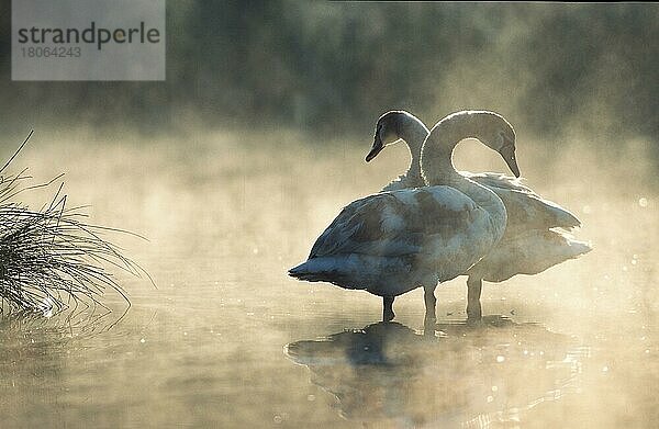 Mute Swans  pair in morning haze (Cyngus olor)  Höckerschwäne  Paar im Morgendunst  Höckerschwan