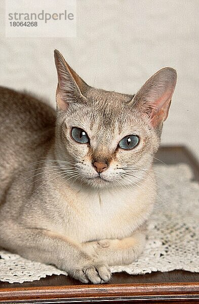 Singapura Cat  Singapura-Katze (animals) (Säugetiere) (mammals) (Haustier) (Heimtier) (pet) (Rassekatzen) (Hauskatze) (domestic cat) (innen) (frontal) (head-on) (von vorne) (Porträt) (portrait) (kurzhaarig) (short-haired) (liegen) (lie) (lying) (adult) (weiblich) (female)