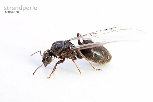 Rossameise  weiblich (Camponotus ligniperda)  Ameise  Ameisen  seitlich