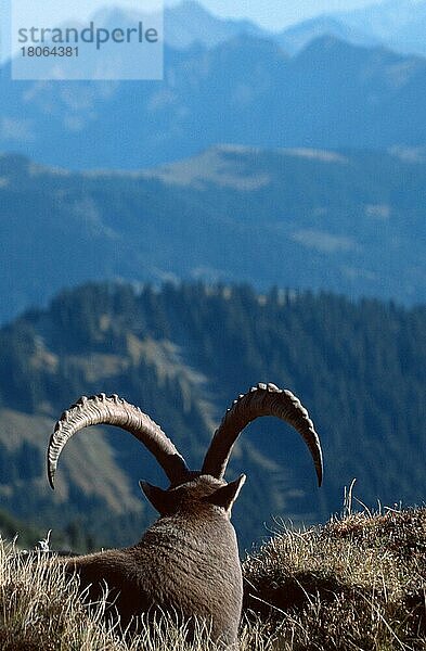 Alpensteinbock (Capra ibex)  Berner Oberland () (alps) (Europa) (Gebirge) (Berge) (Säugetiere) (Huftiere) (Paarhufer) (Klauentiere) (Wildziegen) (außen) (draußen) (von hinten) (erwachsen) (vertikal) (Entspannung) (entspannend) (liegen) (liegend)  männlich  ruhend  Niederhorn  Schweiz  Europa