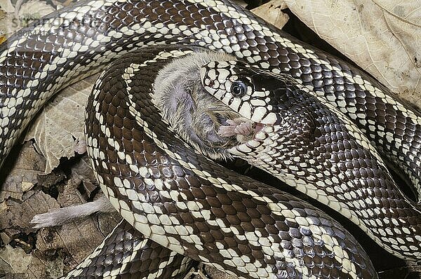 (Lampropeltis getula) californiae  Kalifornische Königsnatter  Kalifornische Königsnattern  Andere Tiere  Reptilien  Schlangen  Tiere  California kingsnake  coastal phase  striped  Lampropeltis...