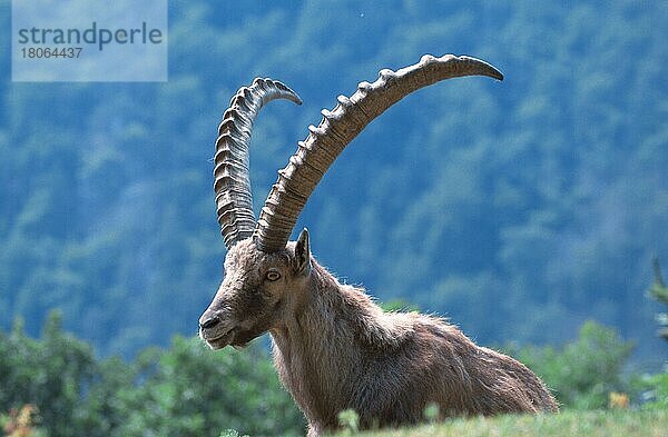 Alpensteinbock (Capra ibex)  männlich  ruhend (Alpen) (alps) (Europa) (Gebirge) (mountains) (Säugetiere) (mammals) (Huftiere) (Paarhufer) (cloven-hoofed animals) (Wildziegen) (wild goats) (außen) (outdoor) (seitlich) (side) (adult) (Entspannung) (relaxing) (Querformat) (horizontal) (liegen) (lie) (lying)