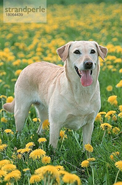 Labrador-Retriever (Saeugetiere) (mammals) (animals) (Haushund) (domestic dog) (Haustier) (Heimtier) (pet) (außen) (outdoor) (Blumen) (Wiese) (meadow) (Frühling) (spring) (stehen) (standing) (adult)