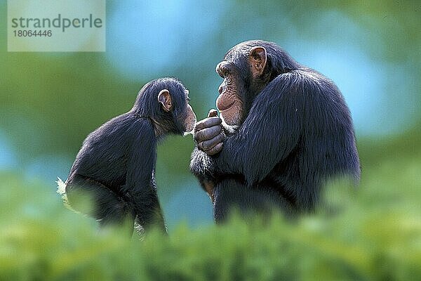 Schimpanse (Pan troglodytes) mit Jungtier  seitlich