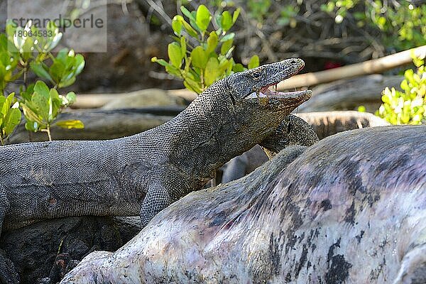 Komodowaran (Varanus komodoensis)  an Büffelkadaver im Mangrovenbereich  Insel Rinca  Indonesien  Asien