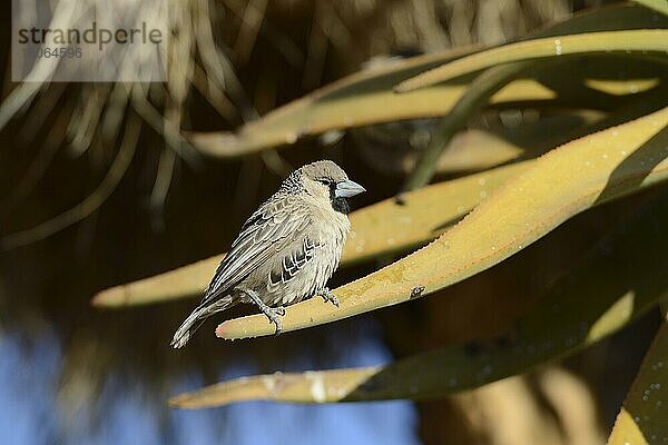 Gesellschaftsweber (Philetairus socius)  erwachsen  Namibia  Afrika