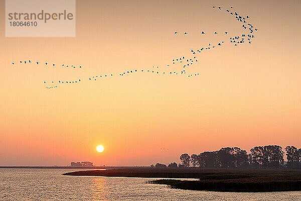 Kranich  Kranichschwarm (Grus grus) im Flug silhouettiert gegen den Sonnenaufgang  Nationalpark Vorpommersches Haffgebiet  Mecklenburg-Vorpommern  Deutschland  Europa