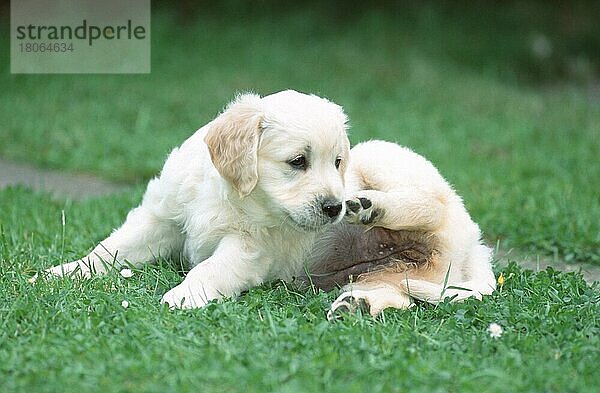 Golden Retriever  puppy  7 weeks old  Welpe  7 Wochen alt (Saeugetiere) (mammals) (animals) (Haushund) (domestic dog) (Haustier) (Heimtier) (pet) (außen) (outdoor) (Wiese) (meadow) (seitlich) (side) (kratzen) (scratching) (liegen) (lying) (Jungtier) (young) (Querformat) (horizontal)
