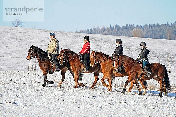 Ausritt  Welsh-Pony  Sektion D  Geländeritt  Welsh D  Welsh Cob  Reiter  Abteilung