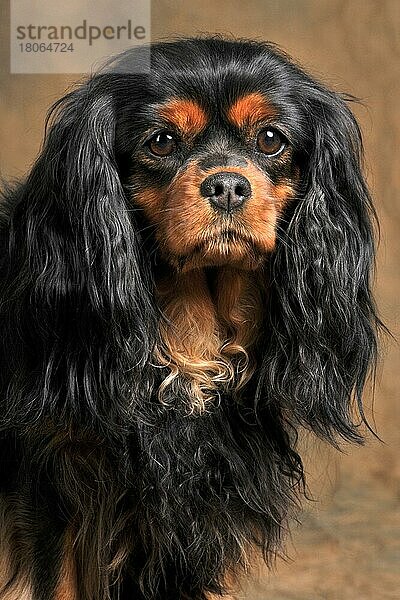 Cavalier King Charles Spaniel  Hündin  schwarzbraun  erwachsen