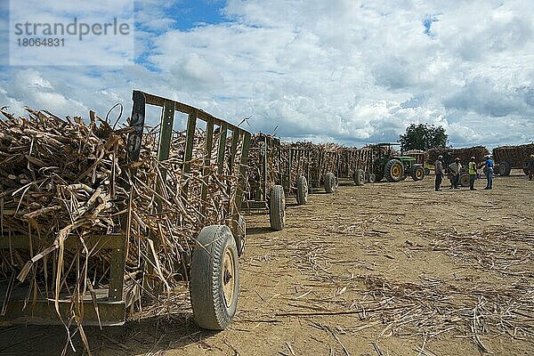 Traktor  Zuckerrohr (Saccharum officinarum)  Zuckerrohrernte  bei San Rafael de Yuma  Karibik  Amerika  Dominikanische Republik  Mittelamerika