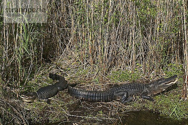 Alligator  Alligator mississipiensis