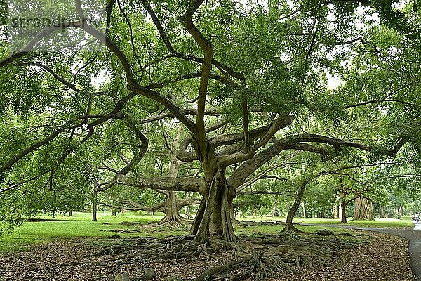 Birkenfeige (Ficus benjamina)  Königliche Botanische Gärten  Peradeniya  Kandy  Sri Lanka  Asien