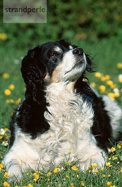 Mixed Breed Dog  Mischlingshund (Saeugetiere) (mammals) (animals) (Haushund) (domestic dog) (Haustier) (Heimtier) (pet) (außen) (outdoor) (Wiese) (meadow) (frontal) (head-on) (von vorne) (Blumen) (liegen) (lying) (adult) (vertical)