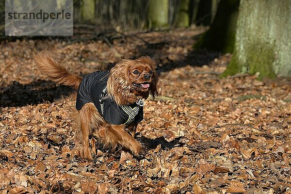 Kavalier King Charles Spaniel  Hündin  Rubin  erwachsen