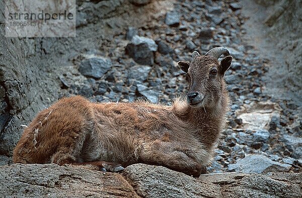 Himalaya-Thar  Weibchen  ruhend (Hemitragus jemalahicus)  Himalayan Thar  female  resting (Asien) (asia) (Säugetiere) (mammal animals) (Huftiere) (Paarhufer) (cloven-hoofed animals) (außen) (outdoor) (seitlich) (side) (Entspannung) (relaxing) (adult) (Querformat) (horizontal) (lie) (lying) (weiblich) (Wildziegen) (wild goats)