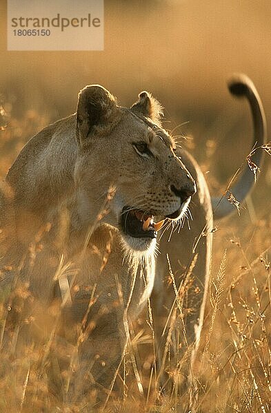 African Lioness  Massai Mara Game Reserve  Kenya nische Löwin  Massai Mara Wildschutzgebiet  Kenianischer Löwe (Panthera leo)  Löwin