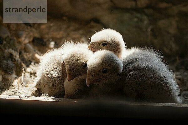 Turmfalke (Falco tinnunculus)  Küken im Nest