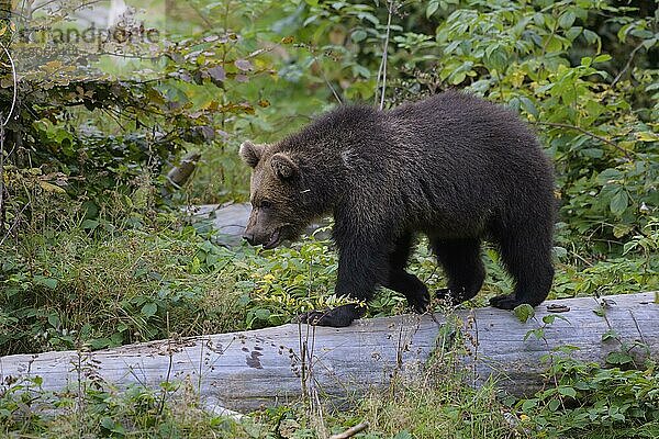 Europäischer Braunbär (Ursus arctos)  Jungtier läuft auf Baumstamm  captive